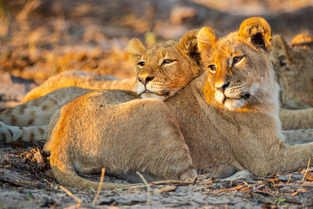 top 10 must-visit national parks in Tanzania, Big Five safari