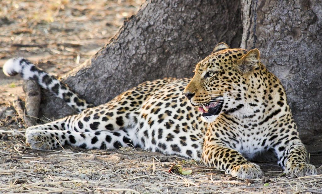 3 Days Lake Manyara,Sample Itinerary – 3 Day Tanzania Safari from Dar es Salaam