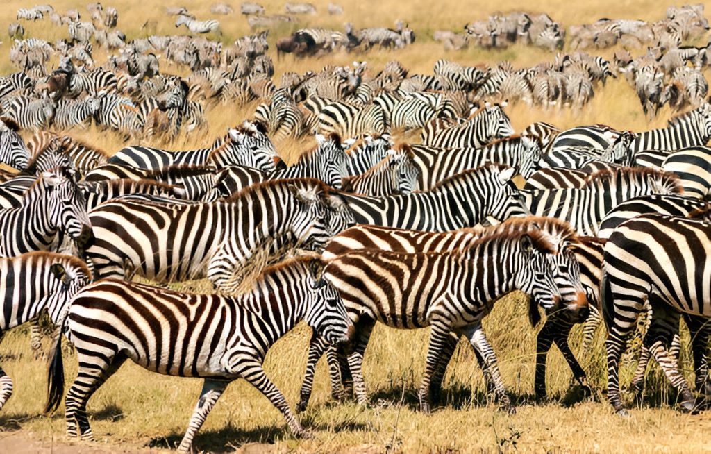 3 Day Tanzania Safari Package from Arusha – Itinerary