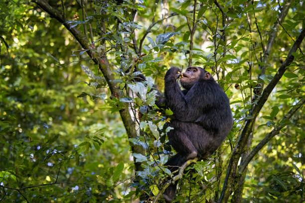 Rwanda Gorilla Trekking and Serengeti Safari