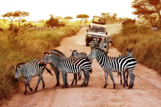 All-inclusive Tanzania safari tours