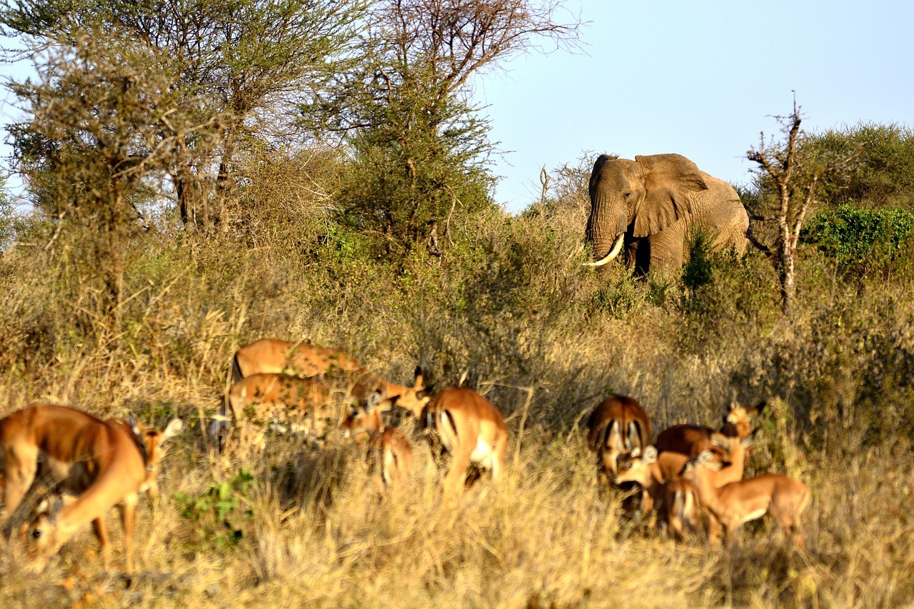 2 Day Safari from Moshi to Lake Manyara and Ngorongoro – Short Wildlife Adventure