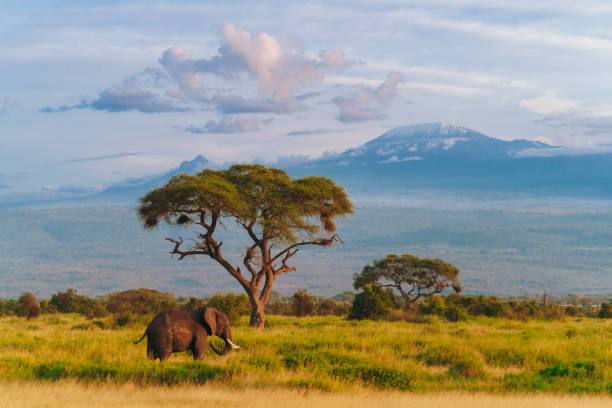 Top East Africa Safari Tours 2025
