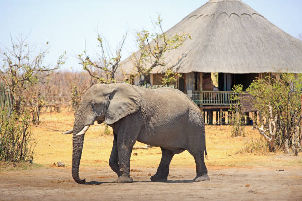 3 Day Tanzania Big Five Safari,