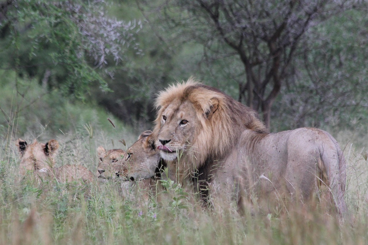 Kenya and Tanzania safari, Best Tanzania Safari Itineraries