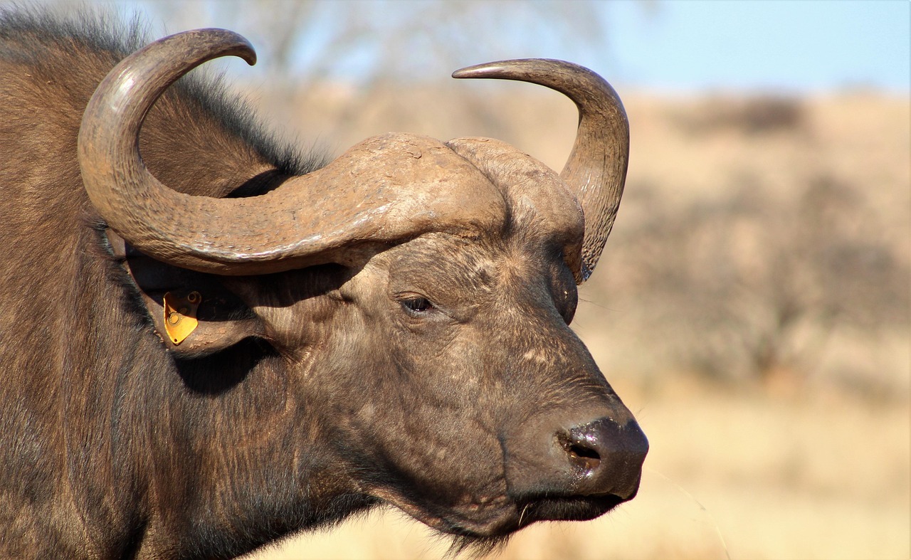 most popular Tanzania safari packages for first-time visitors