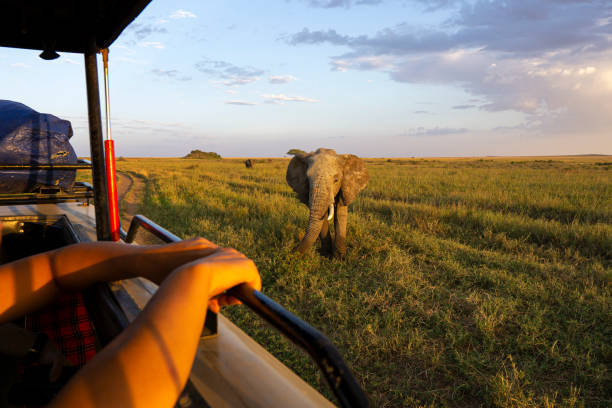 Top-Rated Tanzania Safari Tours on a Budget