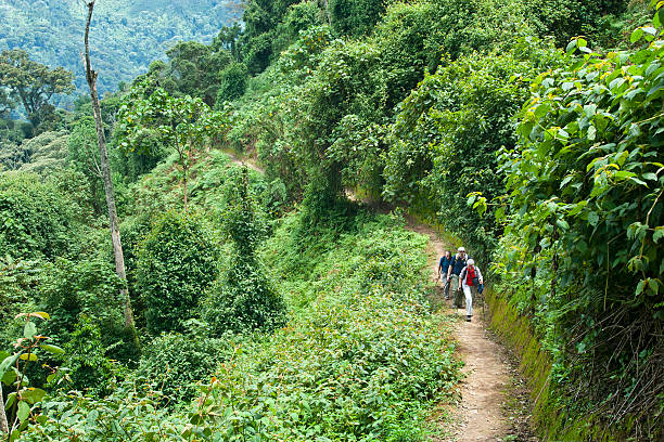 Nyungwe National Park, Rwanda - October 22, 2007: A group of three elder tourists are hiking through the dense tropical cloud forest in Nyungwe National Park, Rwanda. They are tracking the wild Chimpanzees and walking one after the other on a narrow path.