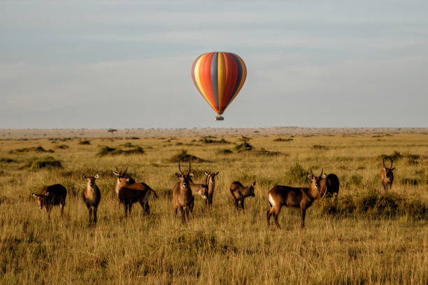 Top Safari and Beach Holidays in Tanzania