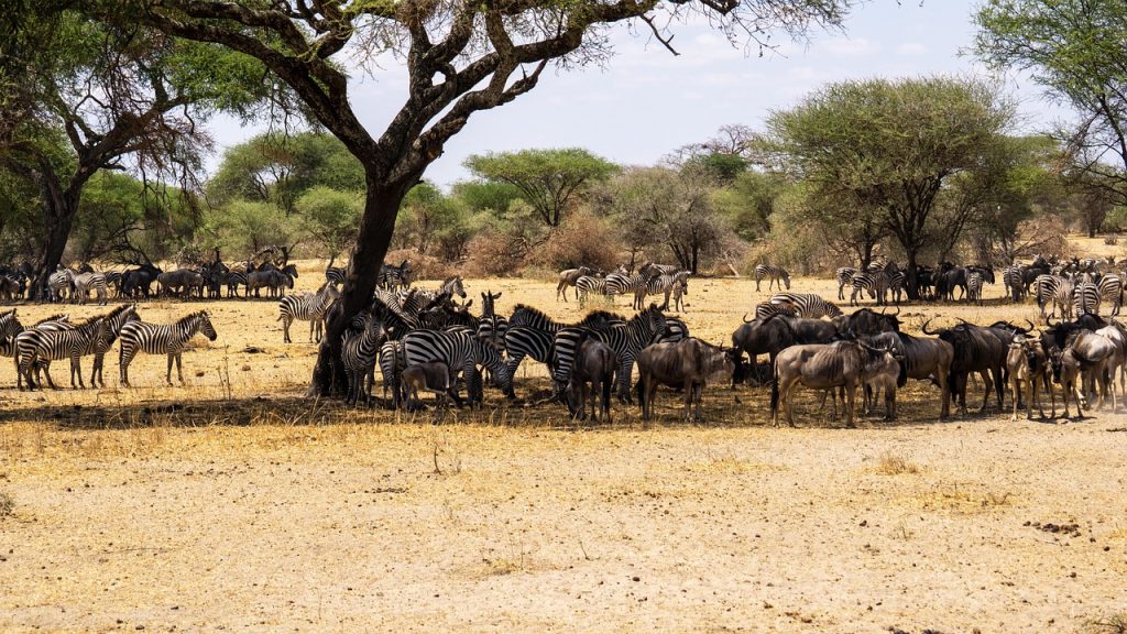3 Days Serengeti Migration Safari Package