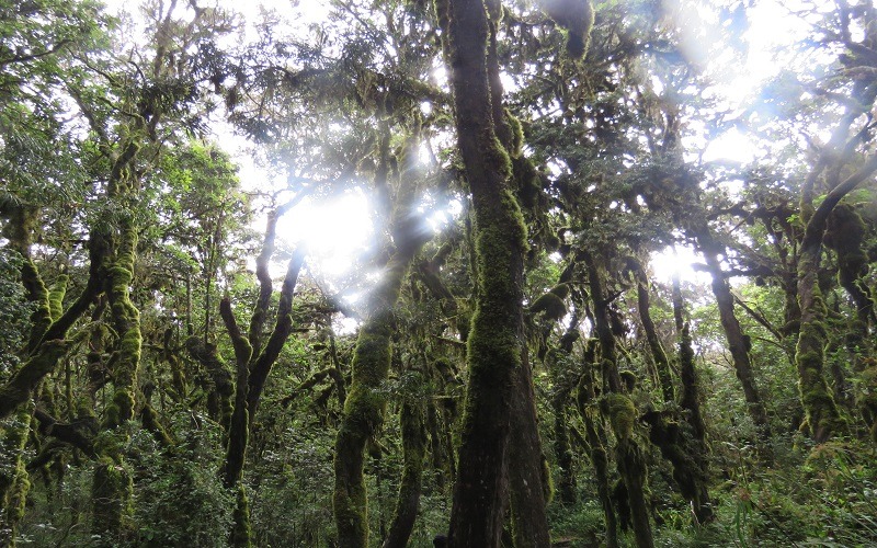 Machame Route 6 Days Climb