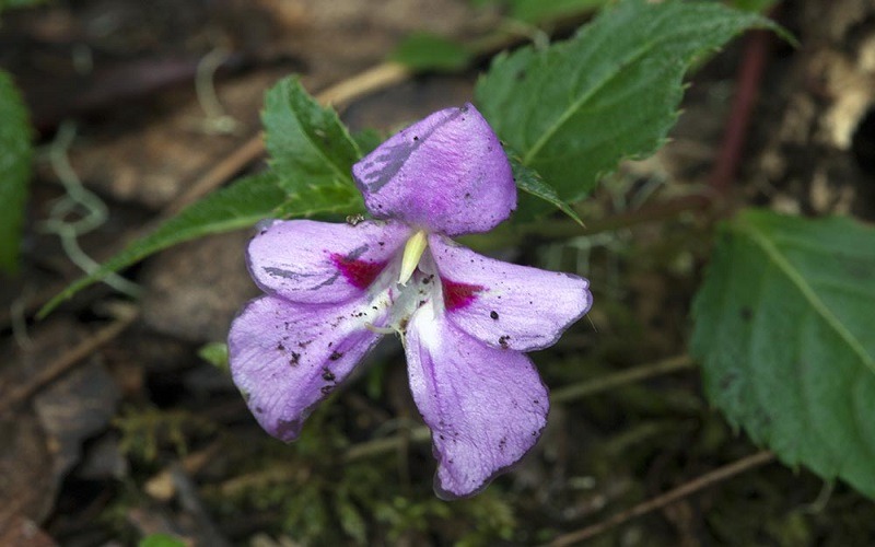 7 Days Lemosho Route