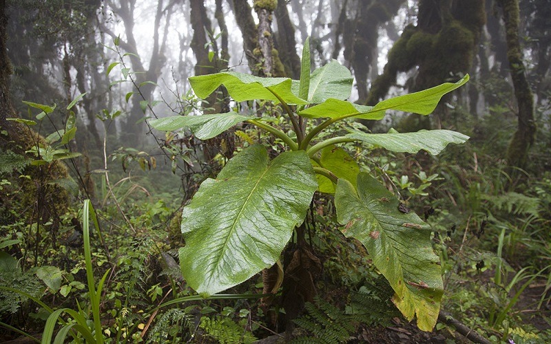 8 Days Lemosho Route