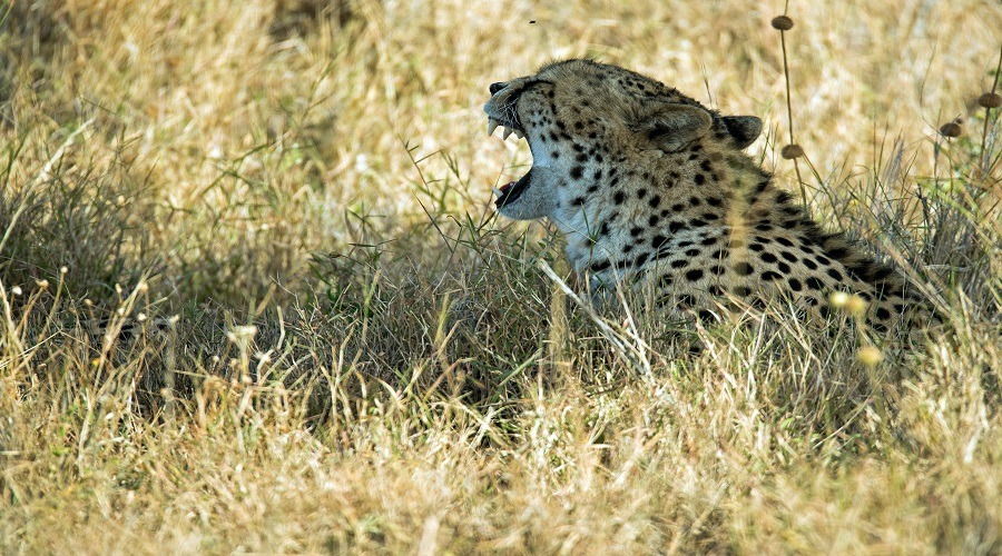 Budget Serengeti Camping Safari