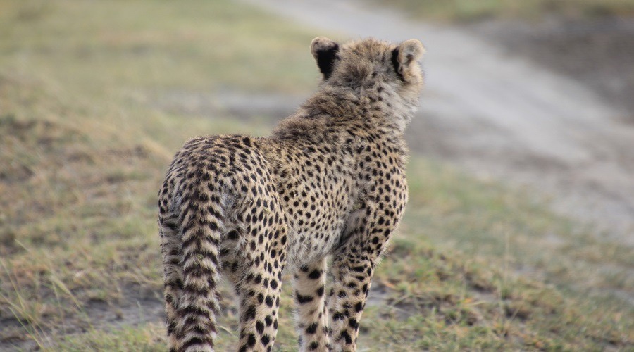 Tarangire and Ngorongoro Safari