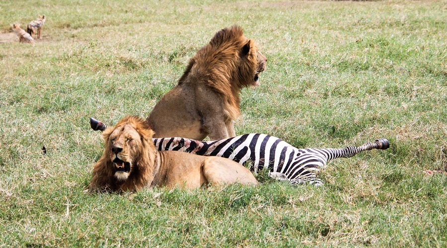 Luxury Tarangire Safari Lodge