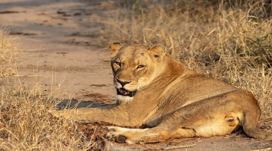 4 Days Serengeti Safari