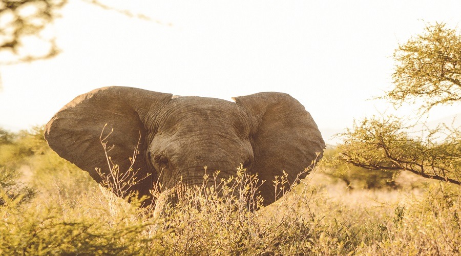 Tarangire National Park Safari