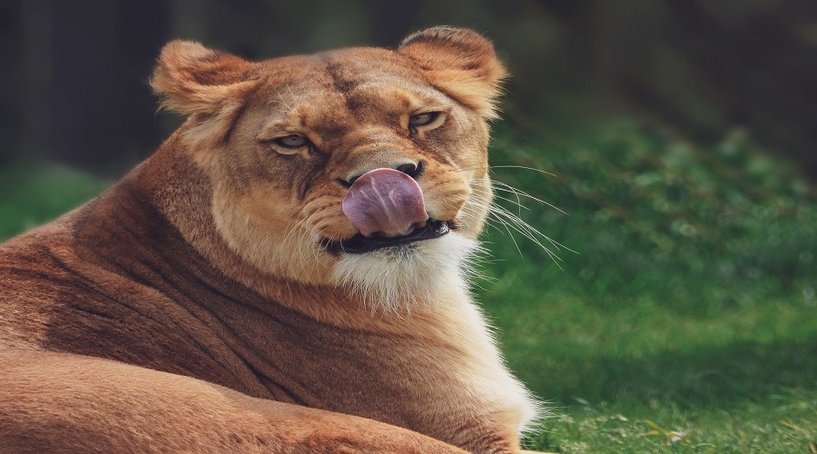 Ngorongoro Safari Tour