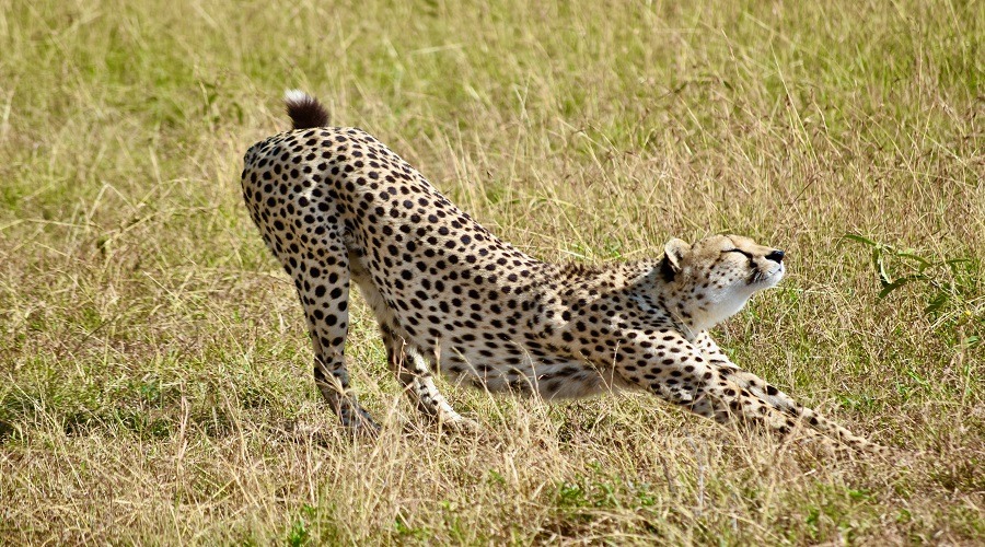 Luxury Ngorongoro Safari