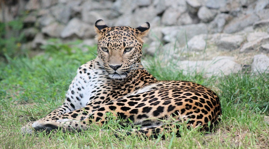Budget Ngorongoro Camping
