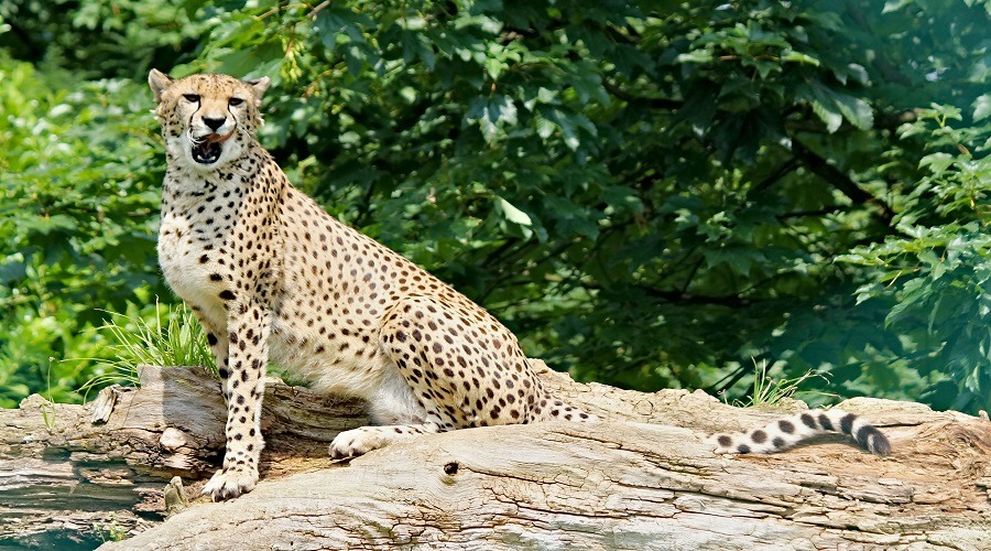 Ngorongoro Crater Safari Itinerary from Arusha