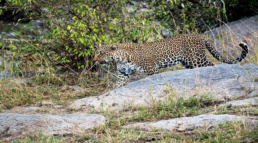 5 Days Serengeti and Ngorongoro