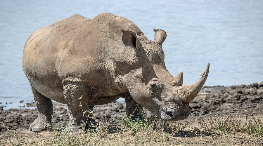 Serengeti Migration Safari