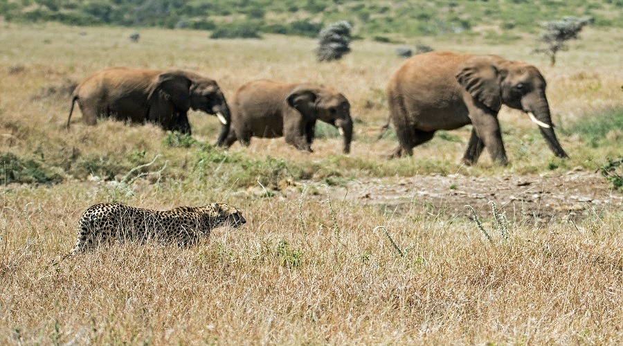 Luxury Serengeti Safari