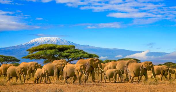Budget Mikumi Safari Package from Zanzibar