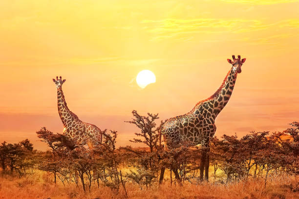 The Mikumi National Park Safari