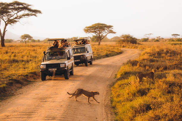 Luxury Mikumi Safari