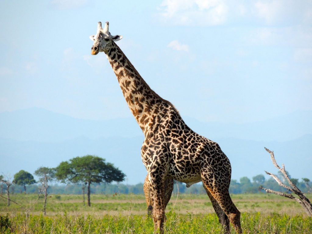Luxury Nyerere Safari Lodge Tanzania