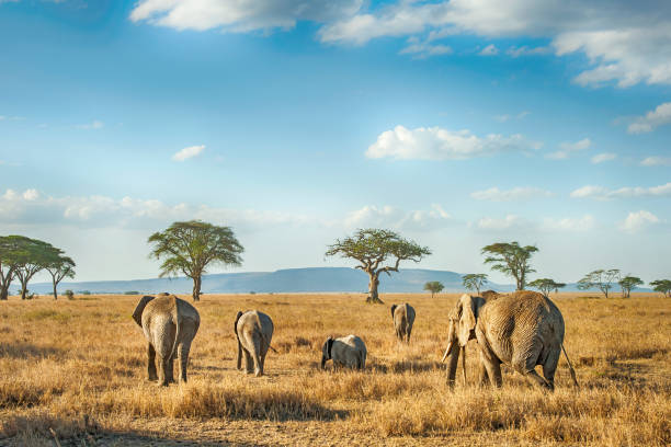Selous Safari from Zanzibar 4 Days