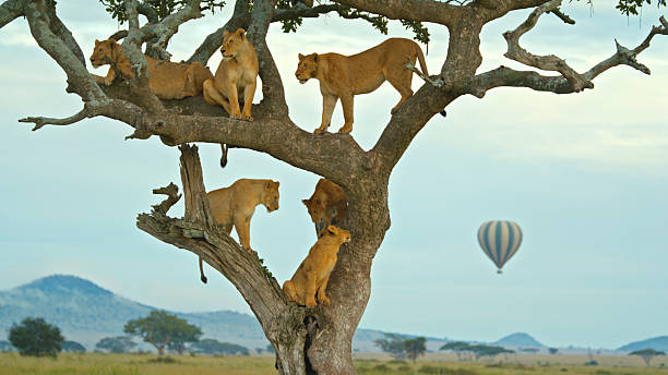 3 Days Nyerere National Park Safari Cost