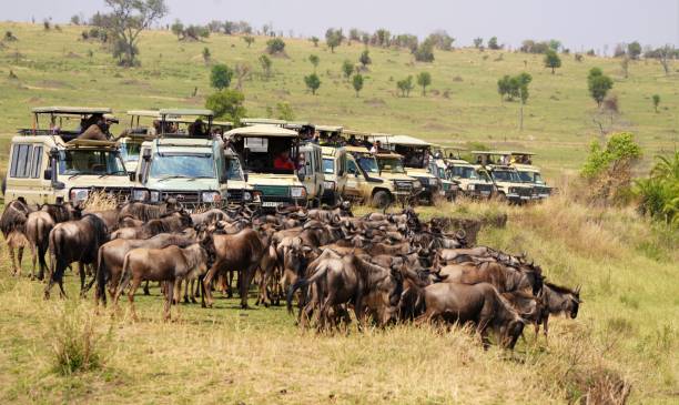 Lake Manyara Safari
