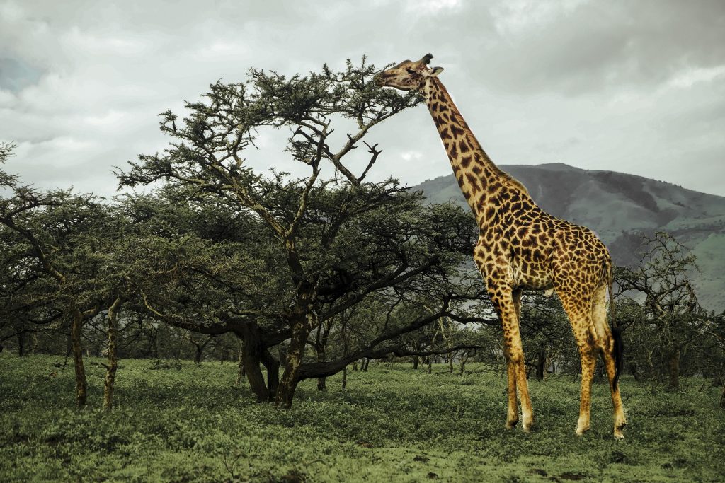 Budget Lake Manyara Safari from Arusha