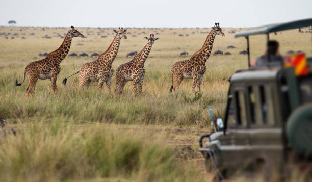 Luxury Lake Manyara Safari Lodge Tour