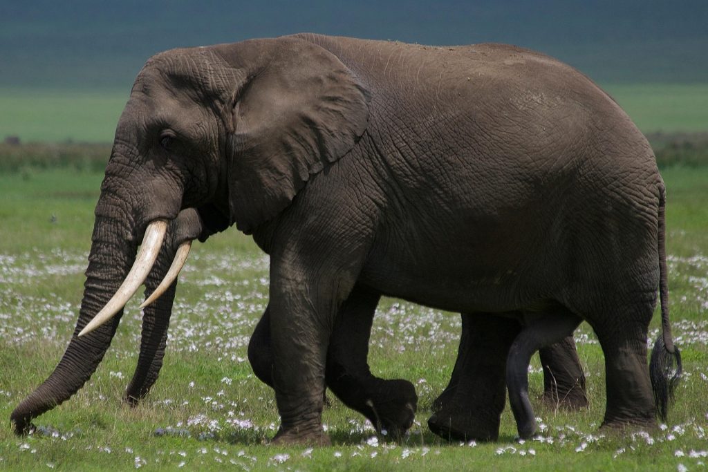 Luxury Lake Manyara